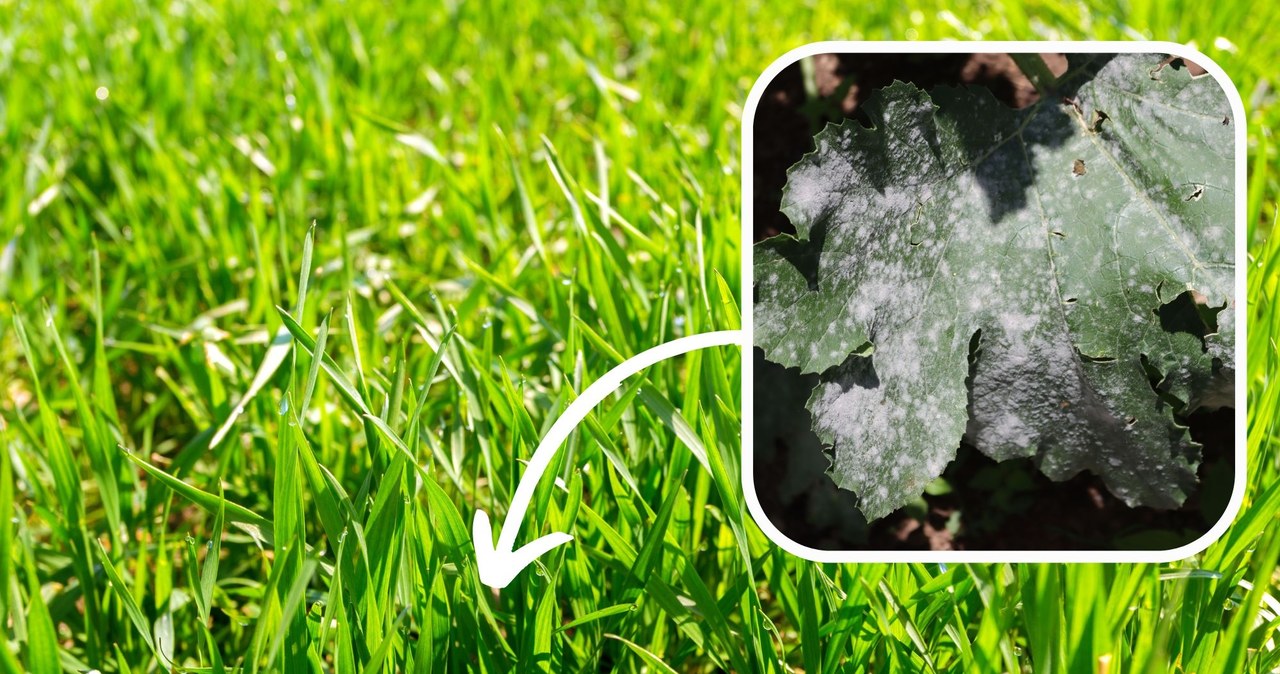 Mączniak prawdziwy może zaatakować wiele roślin, w tym również trawę. Jak z nim walczyć? /Pixel