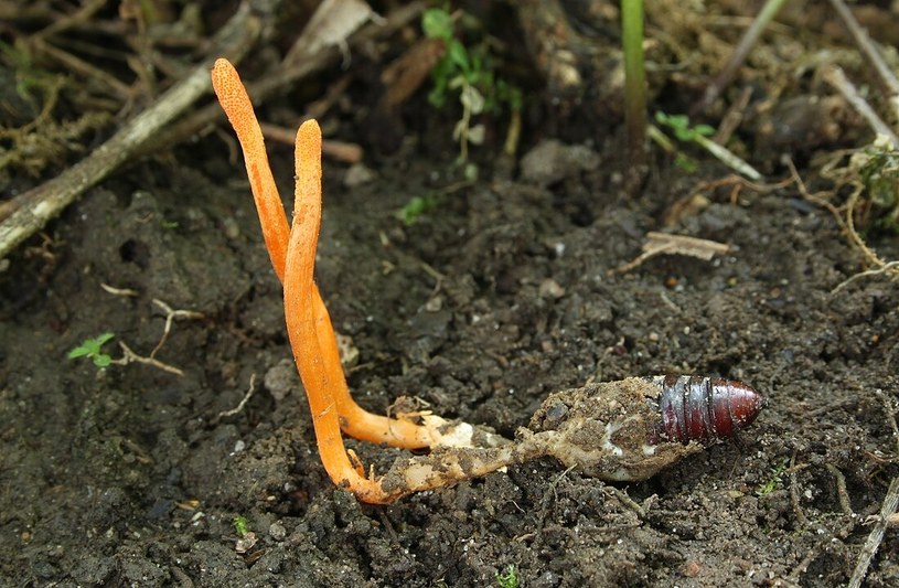 Maczużnik bojowy infekuje larwy i poczwarki, potrzebuje ich bowiem do tworzenia zarodników płciowych /Holger Krisp, CC BY 4.0 Deed /Wikimedia