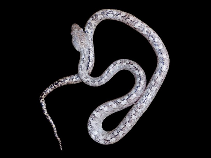 Madagascarophis lolo, czyli wąż-duch /materiały prasowe