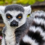 ​Madagaskar: Przybycie ludzi zaszkodziło tamtejszym dzikim zwierzętom