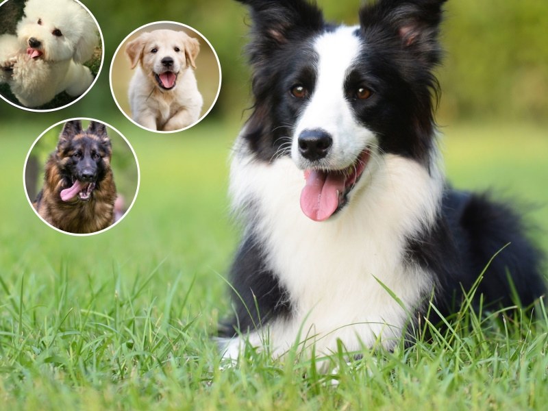 Mądre rasy psów. Amerykańscy naukowcy stworzyli ranking najinteligentniejszych pupili /pixel/ pixabay /123RF/PICSEL