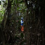 Mafia kokainowa sieje śmierć i zniszczenie w amazońskich lasach
