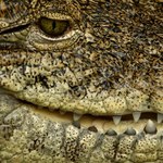 Mafiosi straszyli ofiary… żywym krokodylem