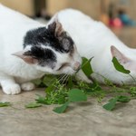 Magiczna roślina dla kota. Rozrywka dla zwierzaka i korzyść dla właściciela