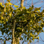 Magiczna roślina jest symbolem miłości i szczęścia. W przyrodzie to półpasożyt