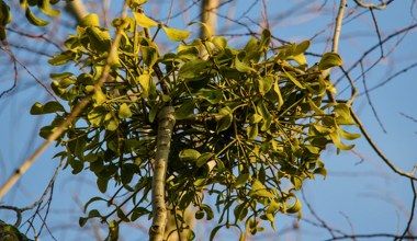 Magiczna roślina jest symbolem miłości i szczęścia. W przyrodzie to półpasożyt
