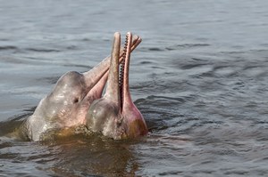 Magiczne różowe delfiny żyją w słodkich rzekach. Przez wylesianie mogą wyginąć