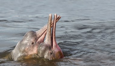 Magiczne różowe delfiny żyją w słodkich rzekach. Przez wylesianie mogą wyginąć