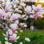 Magnolia będzie kwitła długo i obficie. Wystarczy ten nawóz z resztek 