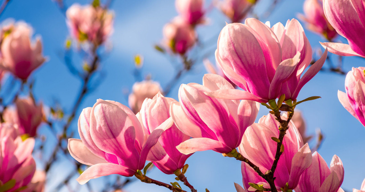 Magnolia jest nieodłącznym symbolem wiosny /123RF/PICSEL
