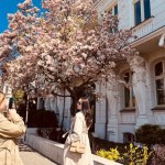 Magnolia na wrocławskim Podwalu przyciąga tłumy