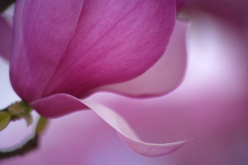 Magnolia skrywa lek na raka? /123RF/PICSEL