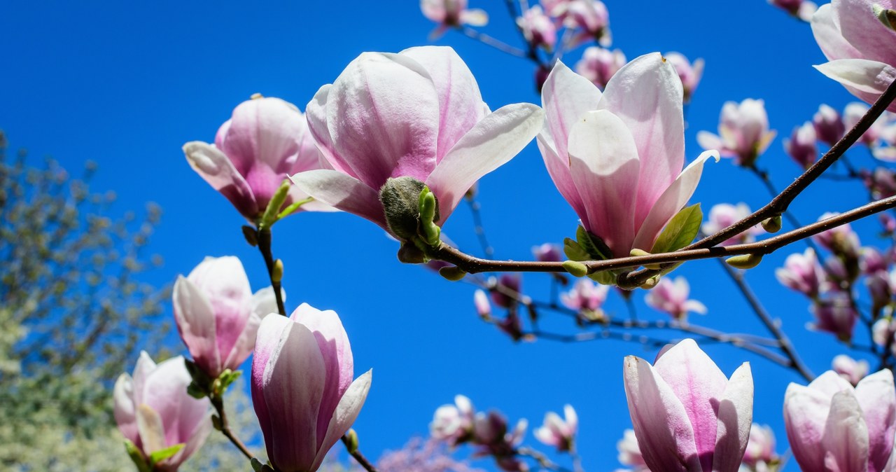Magnolia to jedno z najpiękniejszych drzewek w ogrodzie. /123RF/PICSEL