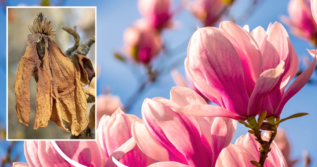 Magnolia to roślina efektowna i ciesząca się ogromną popularnością również w Polsce. Przed nadejściem zimy wymaga jednak odpowiedniego zabezpieczenia. Jak ją ochronić przed mrozem?/ Fot. 123RF/Picsel /Frederic Tournay/Bios Photo/East News /East News