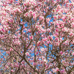 Magnolia: Warunki uprawy i pielęgnacja