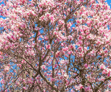 Magnolia: Warunki uprawy i pielęgnacja