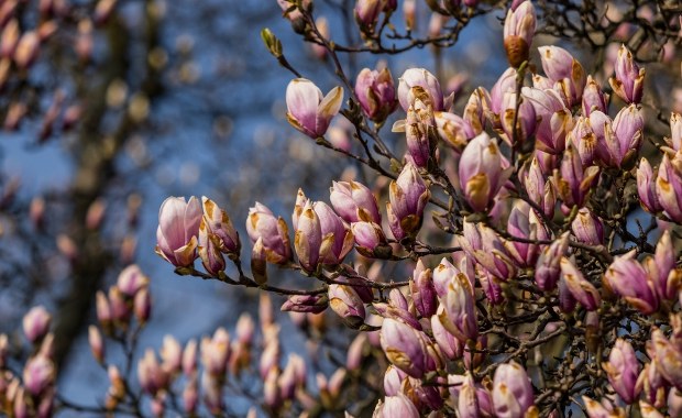 Magnolia Wawelska w pełnym rozkwicie. Bajkowy widok przyciąga tłumy