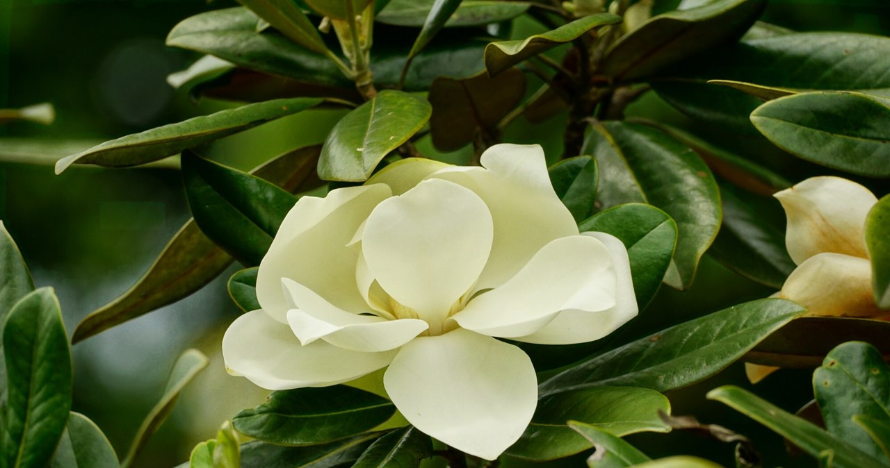 Magnolia wielokwiatowa to zimozielona odmiana magnolii. /Deposit Photos /East News