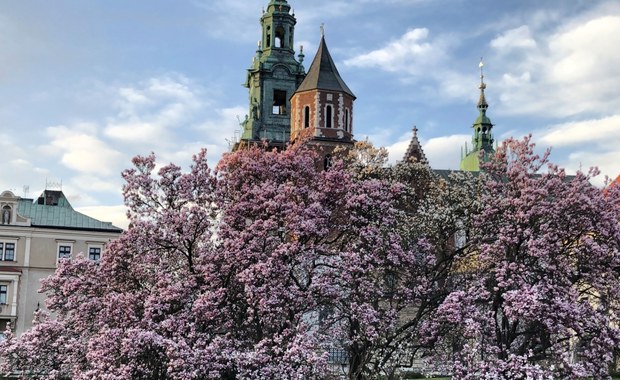 Magnolie na Wawelu. Zobaczcie zdjęcia