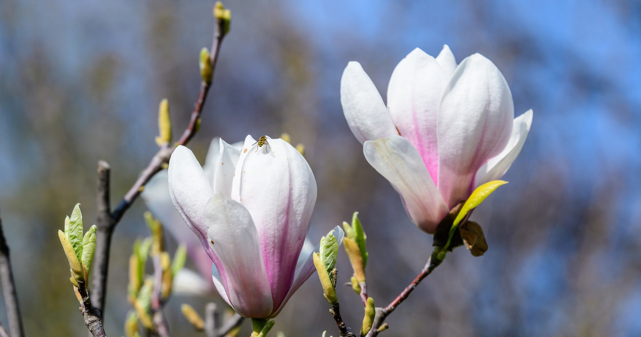 Magnolie są w stanie przetrwać zimę w ogrodzie, ale potrzebują odpowiedniego zabezpieczenia. Powinniśmy je posadzić w miejscu osłoniętym od wiatru. /123RF/PICSEL