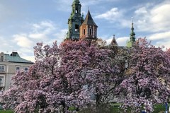 Magnolie w Krakowie