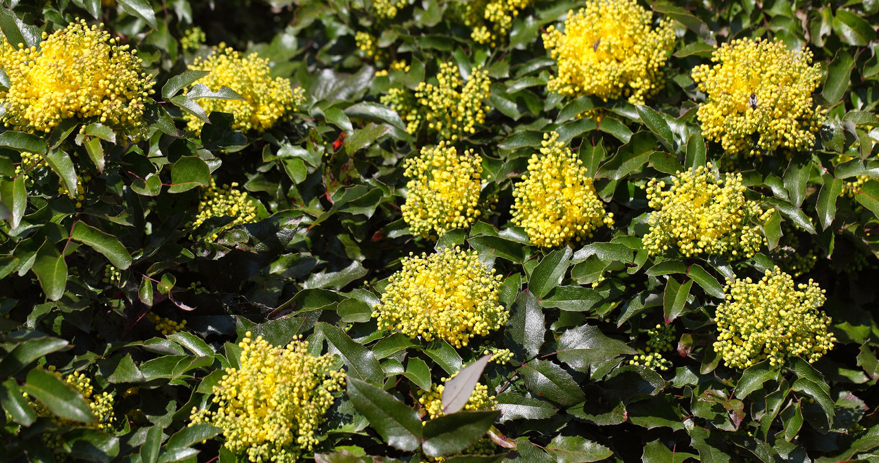 Mahonia pospolita rozpromieni kolorami twoją działkę. Wygląda ciekawiej od oklepanych tui /123RF/PICSEL