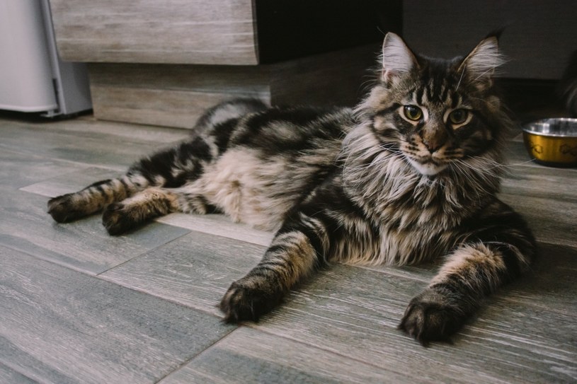 Maine Coon to rasa kotów, która jest uznawana za jedną z największych /123RF/PICSEL