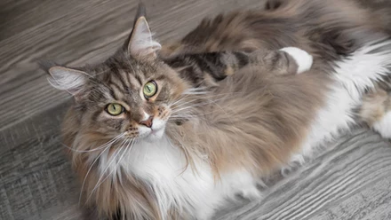 Maine coon 