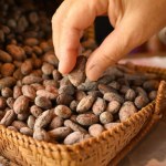 Mają aż 300 składników, które korzystnie wpływają na zdrowie. Chrup jako przekąskę, bo dbają o serce