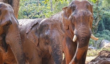 Mają nieoczekiwany problem ze słoniami. Sięgają po środki chemiczne