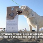 Mają nosa do pracy. Włoskie psy szkolone do odnajdywania gniazd żółwi morskich