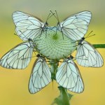 motyl Mają skrzydła jak secesyjne witraże. Sadownicy znienawidzili piękne motyle
