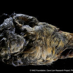 ​Mająca 40 tys. lat głowa wilka znaleziona na Syberii