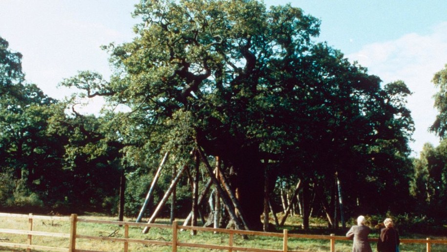 Major Oak /Rex Features  /East News
