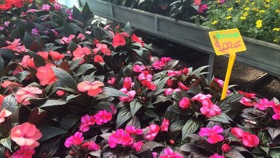 Majówka czasem ogrodników