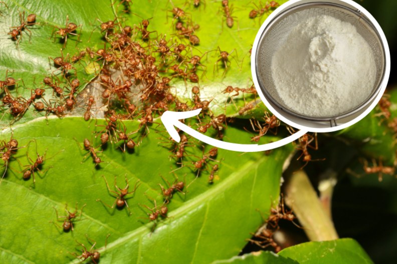 Mąka kukurydziana pomoże ci w 1 dzień rozwiązać problem z mrówkami w ogrodzie /Pixel