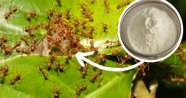 Mąka kukurydziana pomoże ci w 1 dzień rozwiązać problem z mrówkami w ogrodzie /Pixel