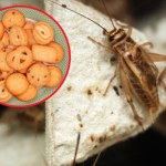mąka ze świerszczy Mąka ze świerszcza domowego. Dlaczego żywność będzie z owadów?