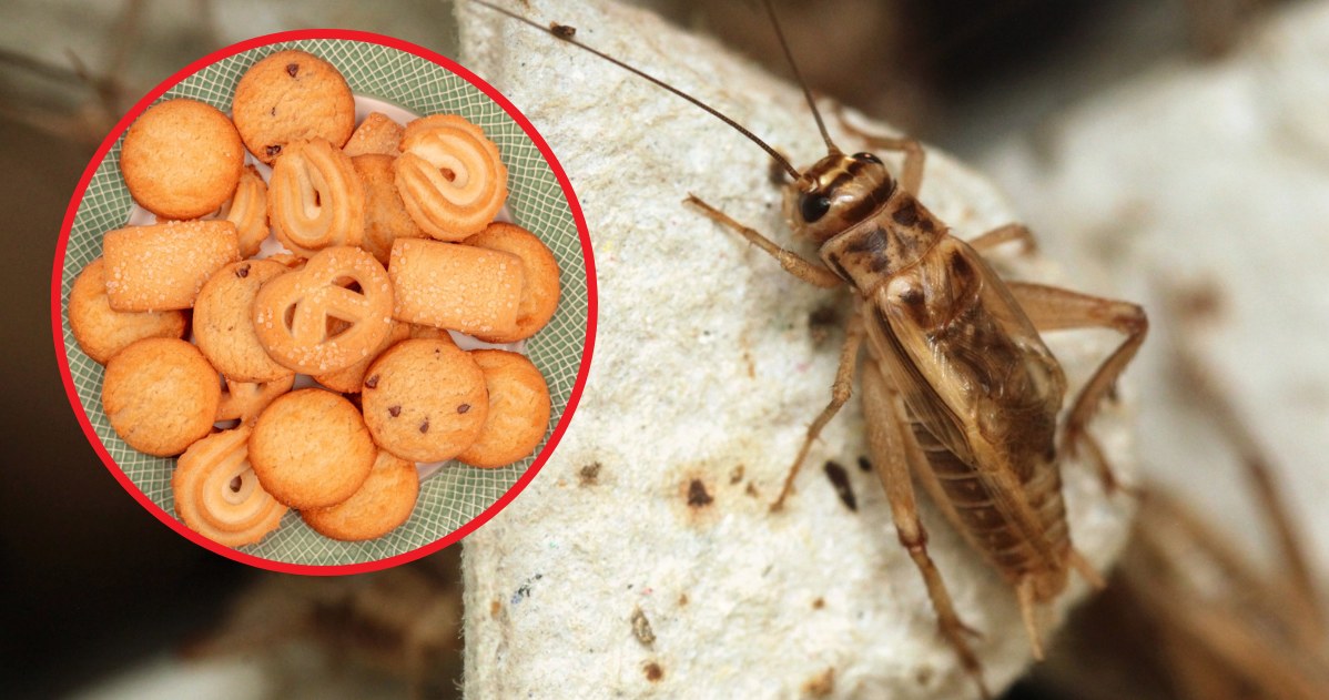 Mąka ze świerszcza domowego ma być wykorzystywana do wypieków chleba, ciast, ciastek ale także w produkcji czekolad i batonów /123RF/PICSEL