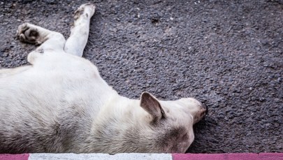 Makabra pod Skierniewicami. 16 martwych psów na posesji