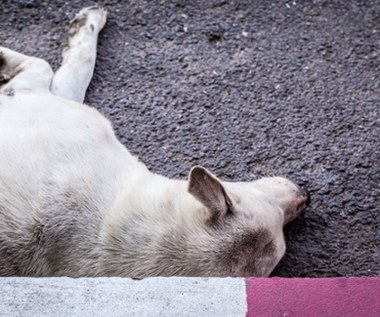 Makabra pod Skierniewicami. 16 martwych psów na posesji