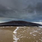 Makabryczna "atrakcja turystyczna" w Anglii. Martwy gigant na brzegu