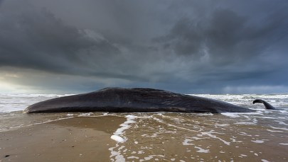 Makabryczna "atrakcja turystyczna" w Anglii. Martwy gigant na brzegu