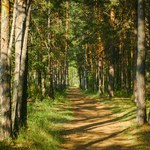 Makabryczna polana w żarskim lesie. Leżą tu setki kości 