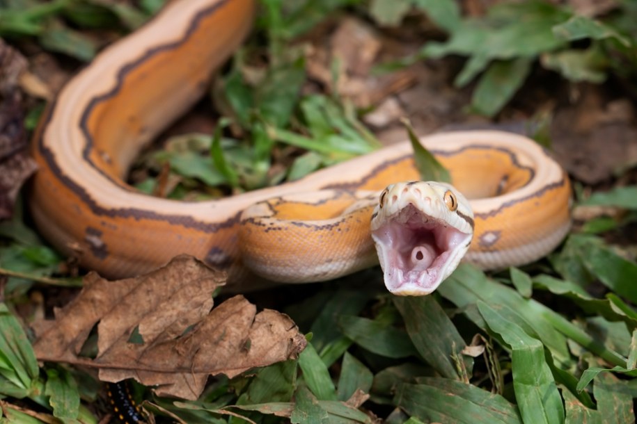 Makabryczne odkrycie. Pyton połknął człowieka