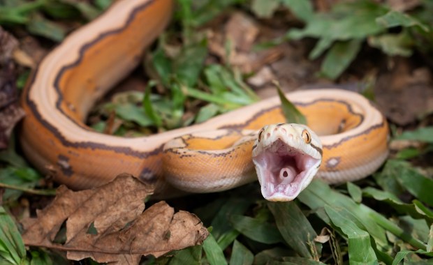 Makabryczne odkrycie. Pyton połknął człowieka