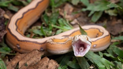 Makabryczne odkrycie. Pyton połknął człowieka