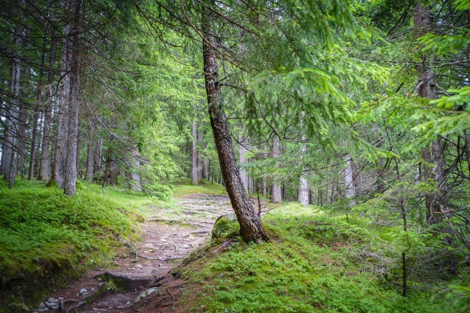Szkielet kobiety "siedział" przy szlaku. Makabryczne odkrycie w lesie