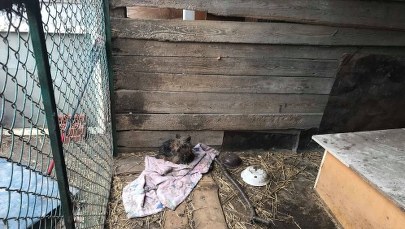 Makabryczne odkrycie w "hodowli" psów. Niektóre zwierzęta były martwe, inne skrajnie wygłodzone