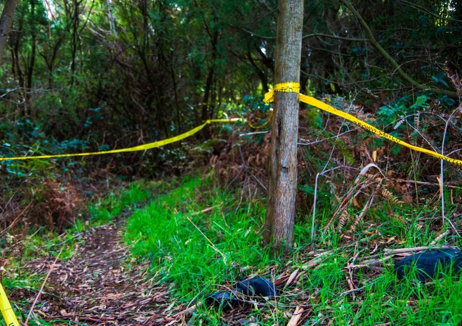 Makabryczne odkrycie w lesie Paramoor Woods w Kornwalii /Shutterstock